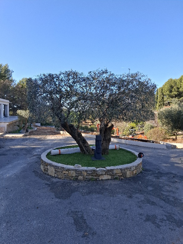 Taille des oliviers à Ollioules